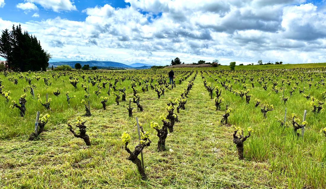Vieux carignan